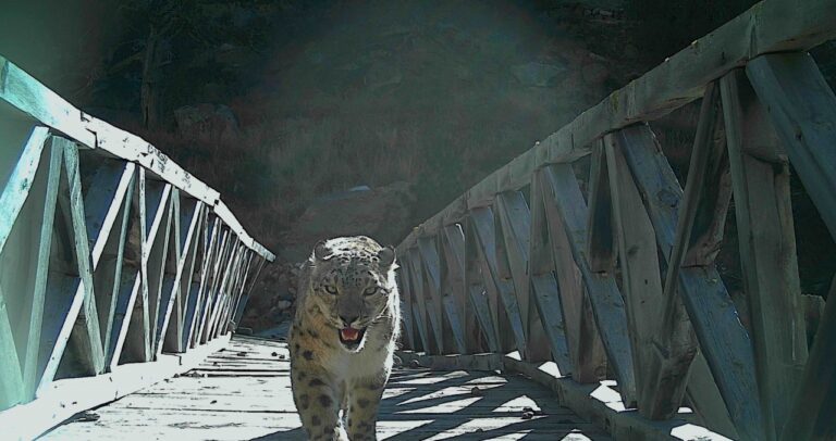 गंगोत्री नेशनल पार्क